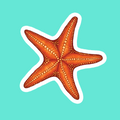 Starfish Sticker