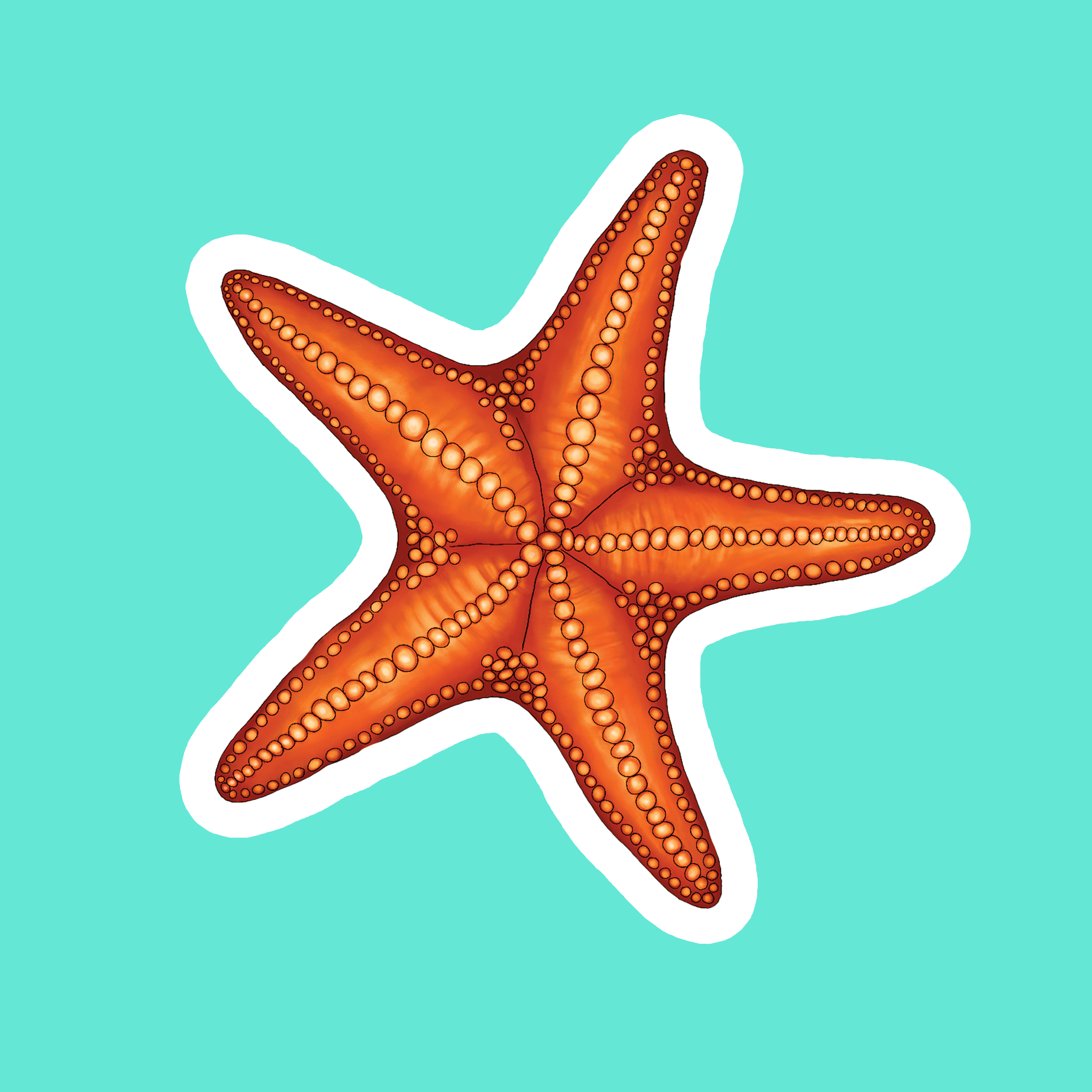 Starfish Sticker