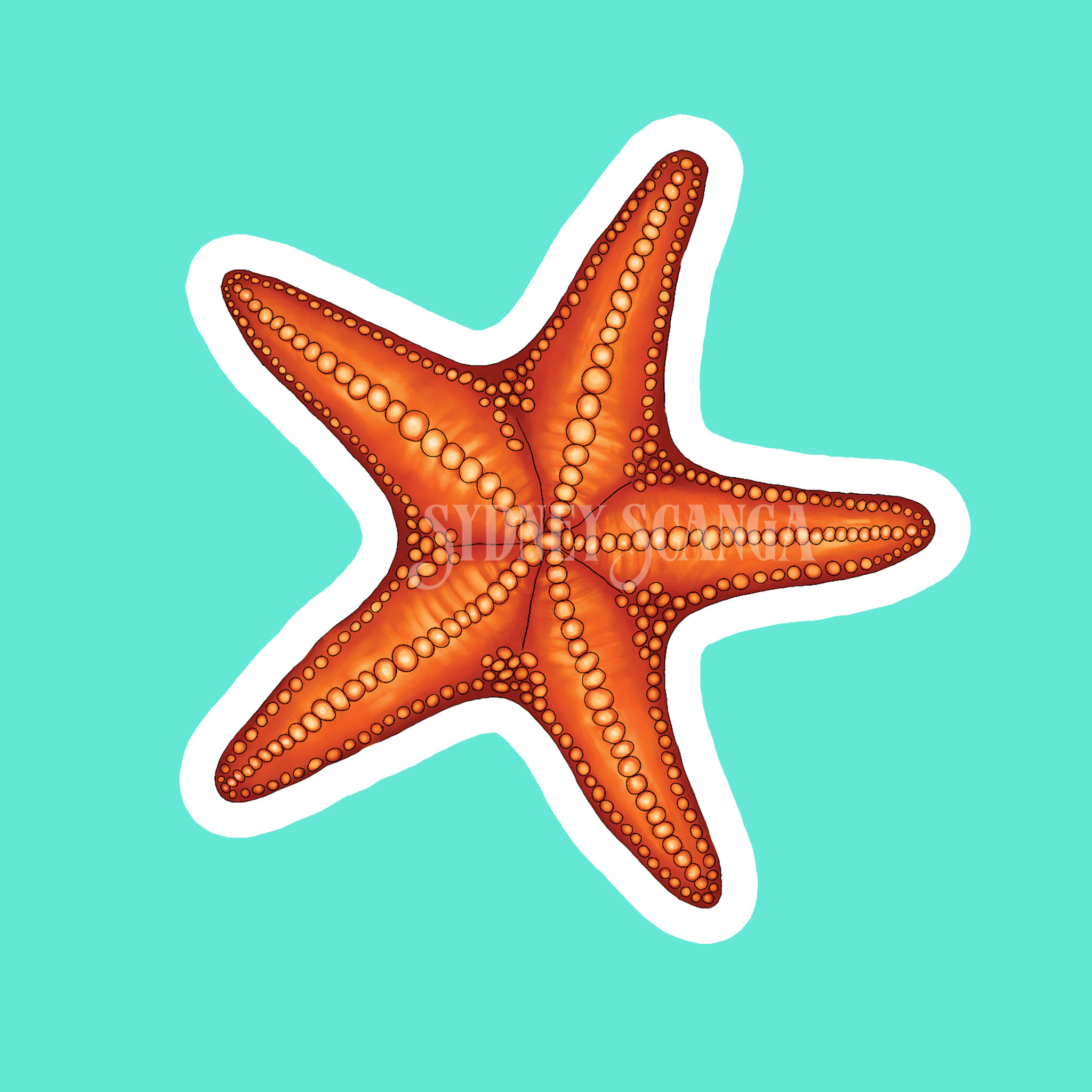 Starfish Sticker